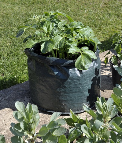 Potatoes in grow bags